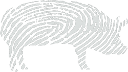 White pig print logo